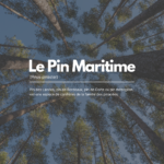 Le Pin Maritime, essence emblématique des Landes de Gascogne